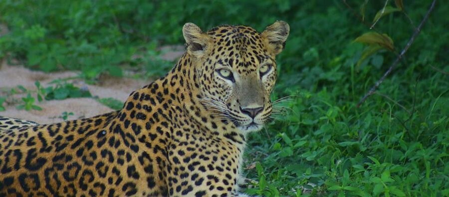 Kumana National Park : Morning or Afternoon Safari Tour - Wildlife odds: what you can realistically hope to see