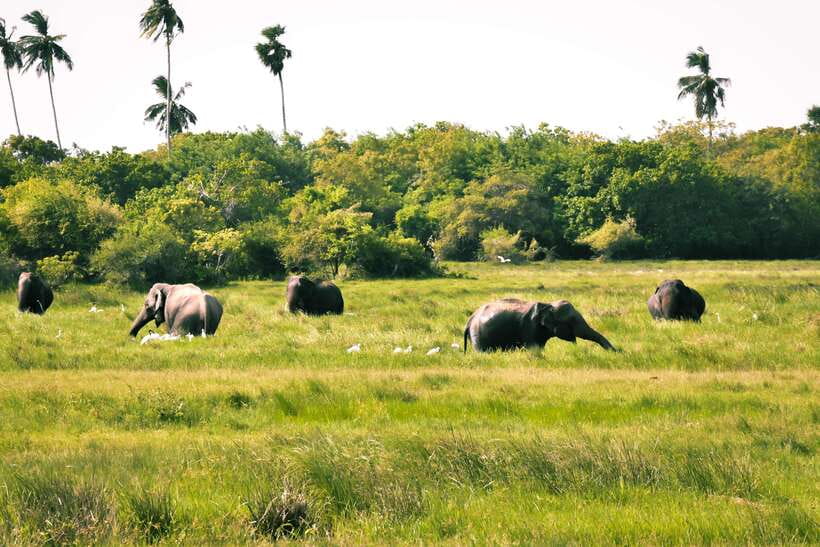 Kumana National Park : Private Half-Day Jeep Safari - Key Things I’d Plan Around