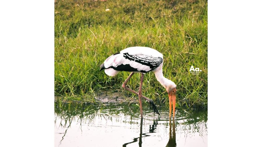 Kumana National Park : Private Half-Day Jeep Safari - Price and Value: Is $87 Per Person Worth It?