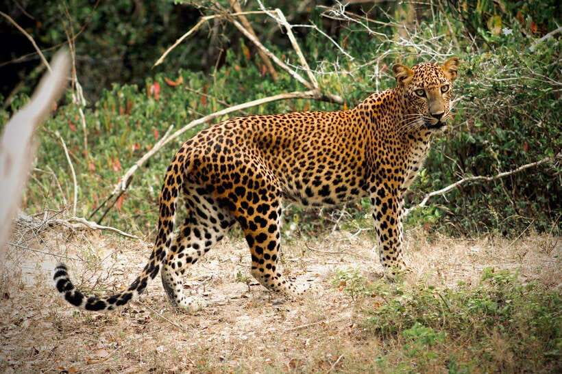 Kumana National Park : Private Half-Day Jeep Safari - Pickup, Ride, and the Reality of a 4WD Safari