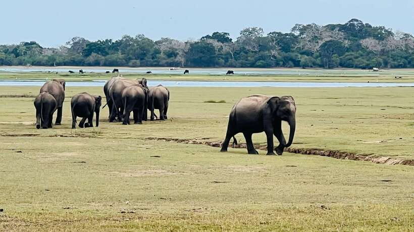 Kumana National Park : Private Half-Day Jeep Safari - What Happens During the 4 Hours in Kumana