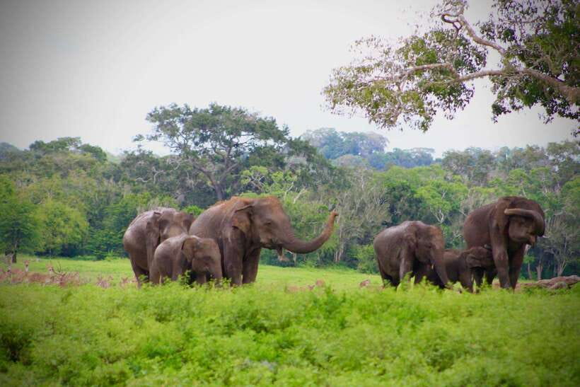 Kumana National Park : Private Half-Day Jeep Safari - The Wildlife You Can Aim For (And the Way to Think About It)