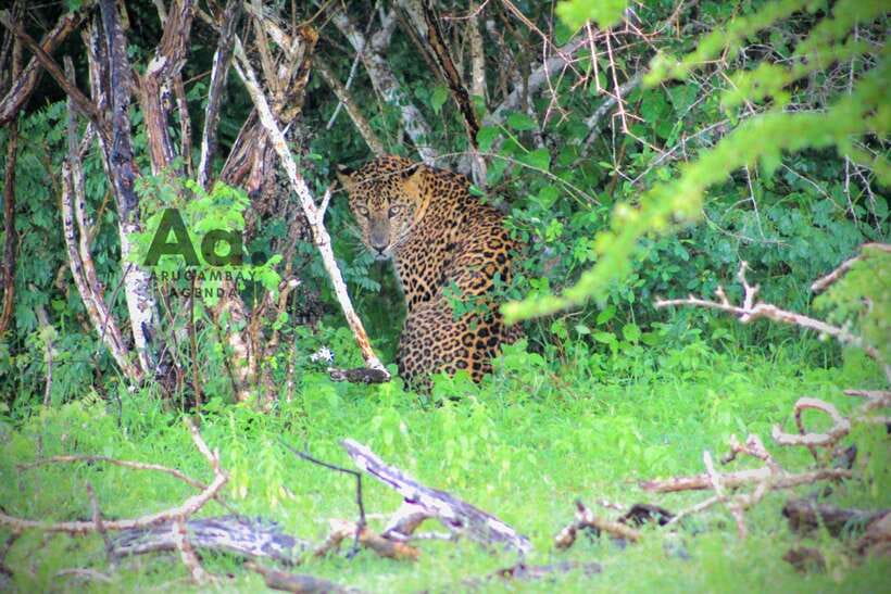 Kumana National Park : Private Half-Day Jeep Safari - The Arugam Bay Timing That Shapes Your Wildlife Chances