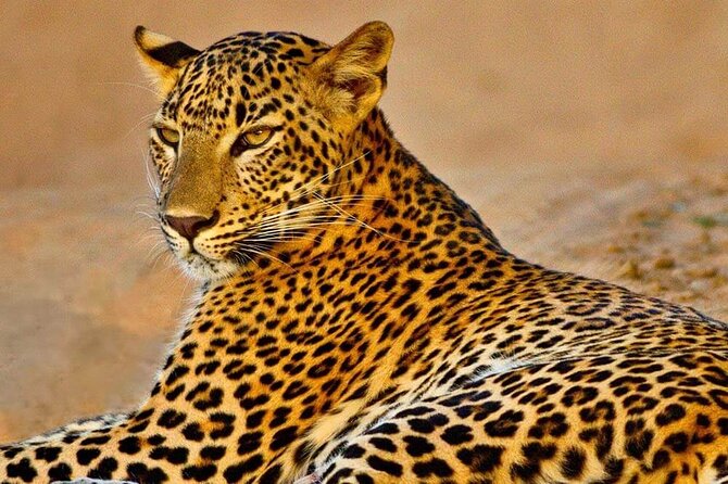 Kumana National Park Safari | from Arugam Bay - Key points to know before you go