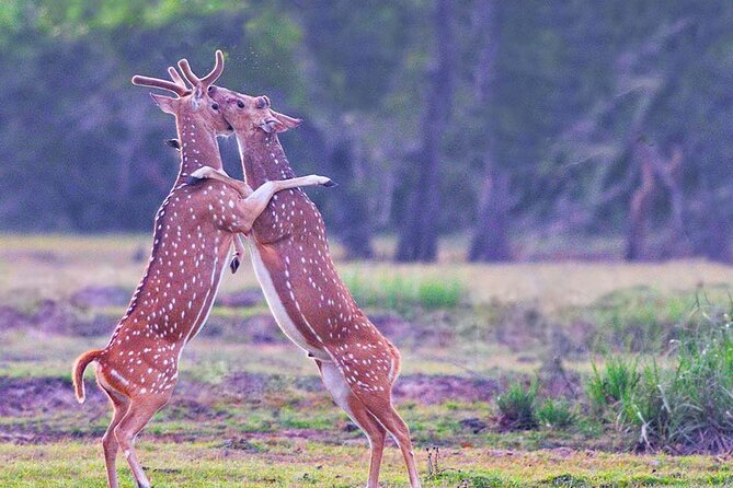 Kumana National Park Safari | from Arugam Bay - From Arugam Bay to Kumana: what that 6-hour window really means