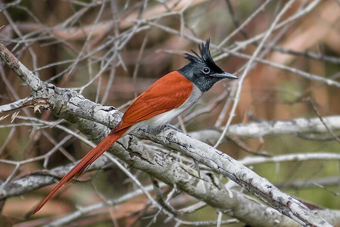 Kumana National Park Safari | from Arugam Bay - What wildlife you can realistically hope to see