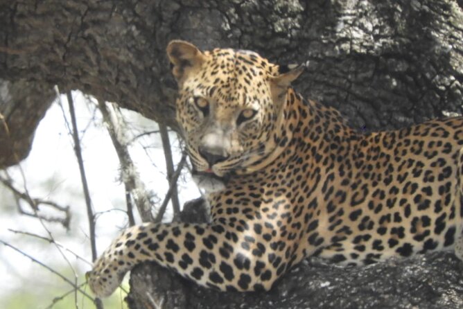 Kumana National Park Safari | from Arugam Bay - How the safari viewing works once you’re at the park