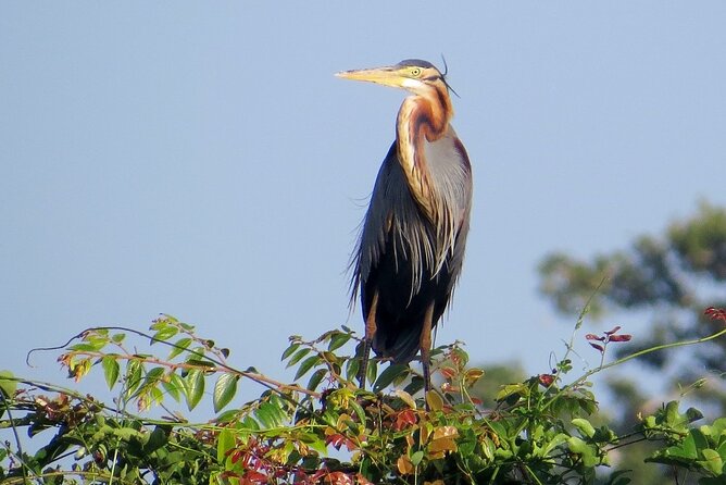Kumana National Park Safari | from Arugam Bay - Price and logistics: does $83.75 feel fair for what you get?