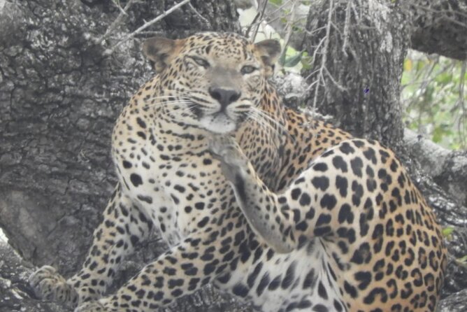 Kumana National Park Safari | from Arugam Bay - Should you pack like this is a safari day?