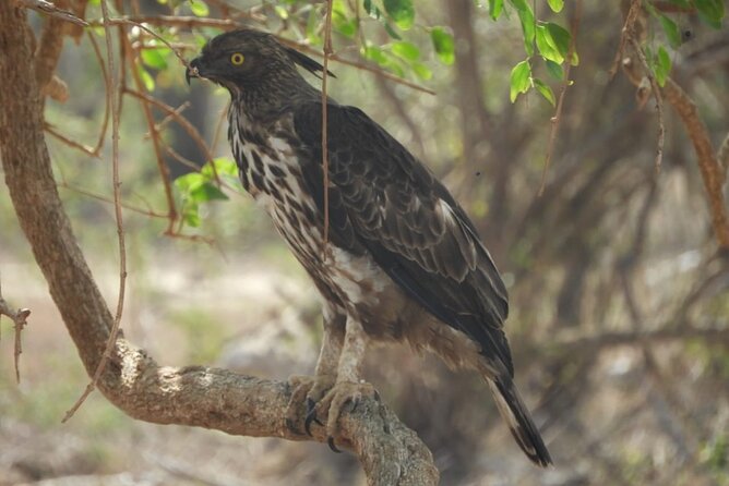 Kumana National Park Safari | from Arugam Bay - Who this safari suits best, and who might want to rethink it