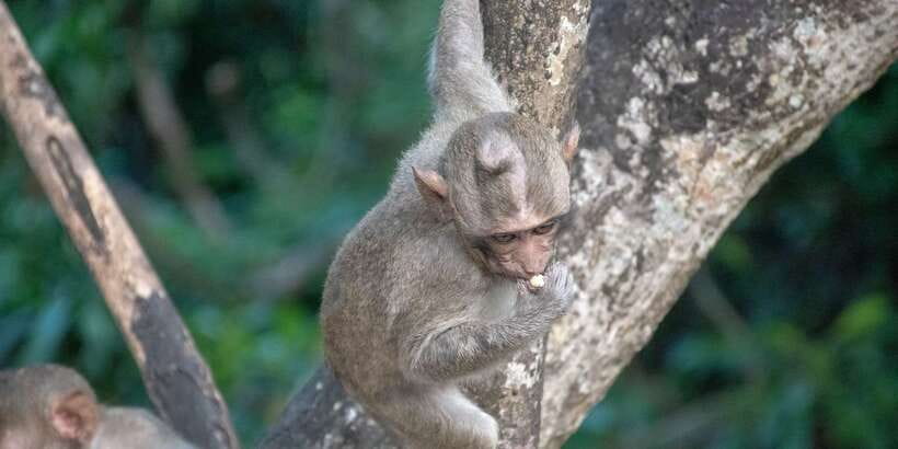 Lagoon Tour to Monkey Island in Negombo - Key highlights to look for