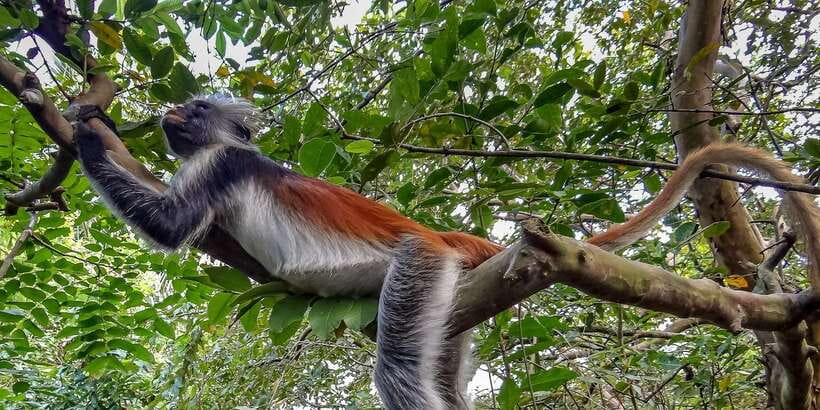 Lagoon Tour to Monkey Island in Negombo - Why Negombo Makes This Monkey Island Trip Feel Easy