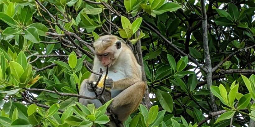 Lagoon Tour to Monkey Island in Negombo - Monkey Island Moments: Watching and Feeding With a Guide Nearby