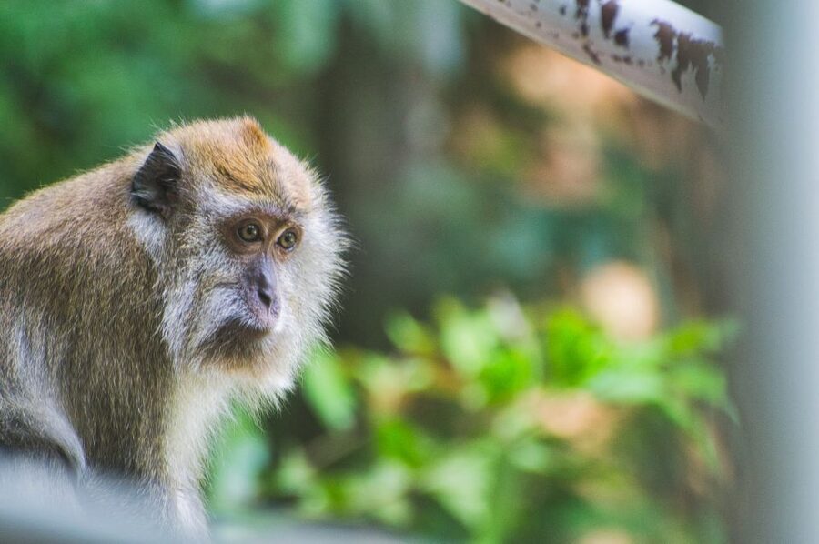 Lagoon Tour to Monkey Island in Negombo - Guides, Language, and Private Group Dynamics