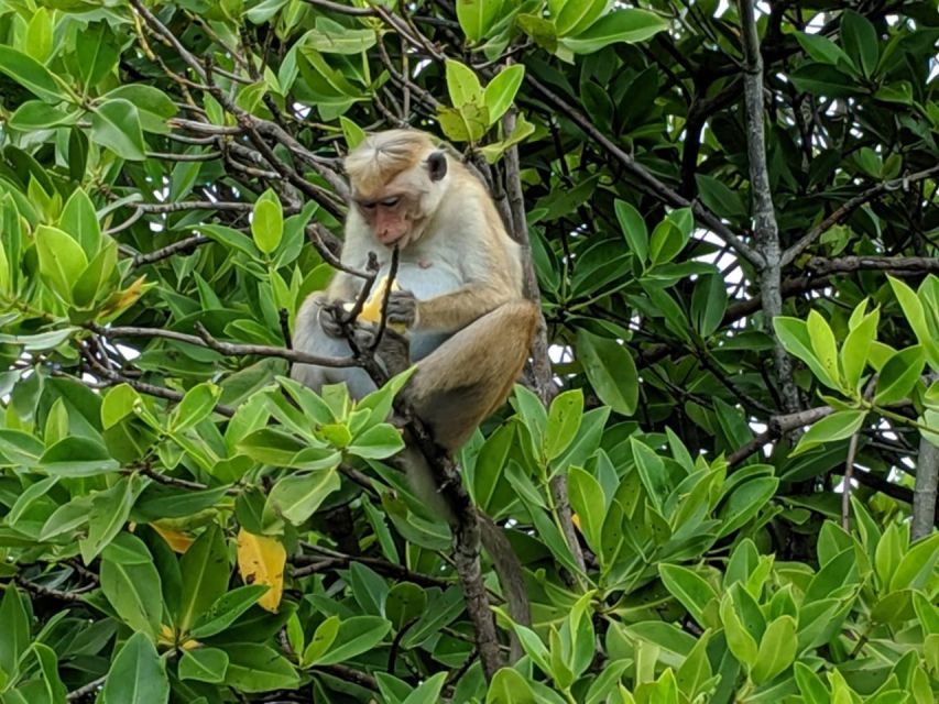 Lagoon Tour to Monkey Island in Negombo - When This Tour Fits Best (And When It Might Not)
