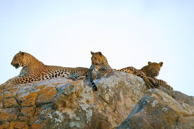 Leopard Half Day Yala National Park Eleven Safari - Key highlights to know before you go