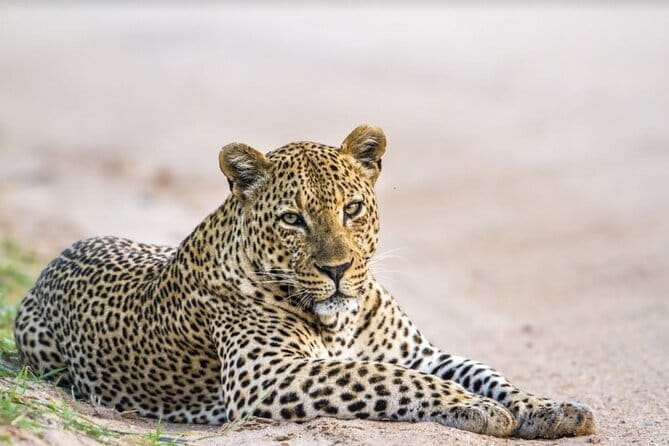 Leopard Half Day Yala National Park Eleven Safari - Meeting Eleven Safari in Tissamaharama, and how the day flows