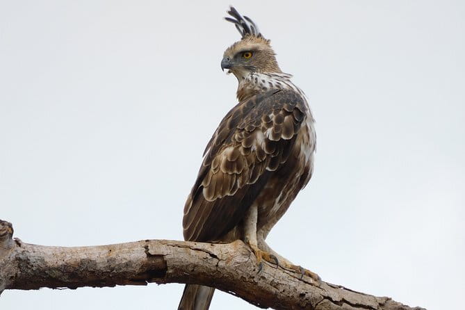 Leopard Half Day Yala National Park Eleven Safari - Timing and weather: your odds rise when conditions cooperate