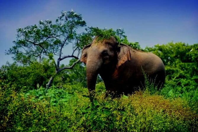 Leopard Half Day Yala National Park Eleven Safari - What to bring so the safari feels smooth