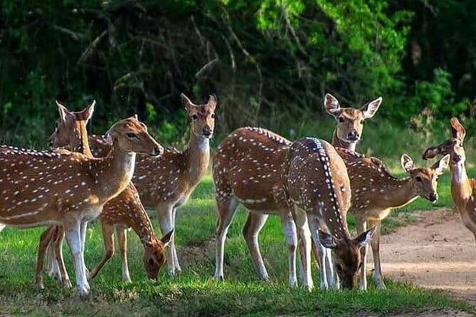 Leopard Half Day Yala National Park Eleven Safari - Yala National Park: leopards, elephants, and what else you might see