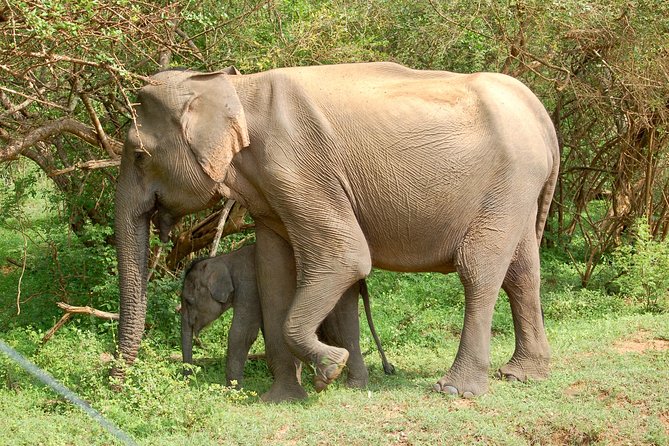 Leopard Safari in Yala National Park(Full Day/Half A Day) - Early-Entry Strategy for Leopard and Sloth Bear Chances