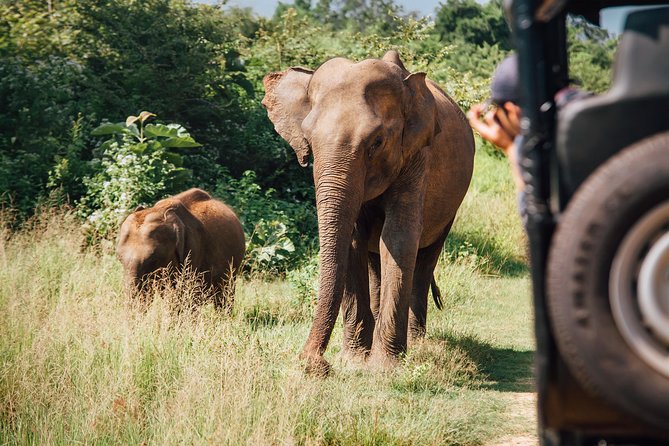 Leopard Safari Tour in Yala National Park - Inside Yala: what a typical run looks like