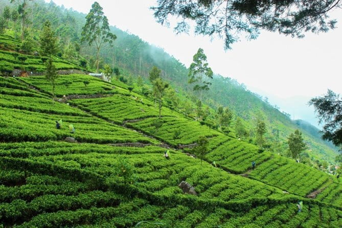 Lipton's Seat and Tea Factory,Trail Amidst Tea Plantation Day Tour - Entering Sri Lanka’s tea world from Ella, the practical way