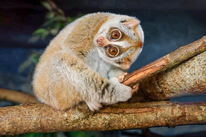 Loris Watching from Sigiriya - Key highlights to know before you go