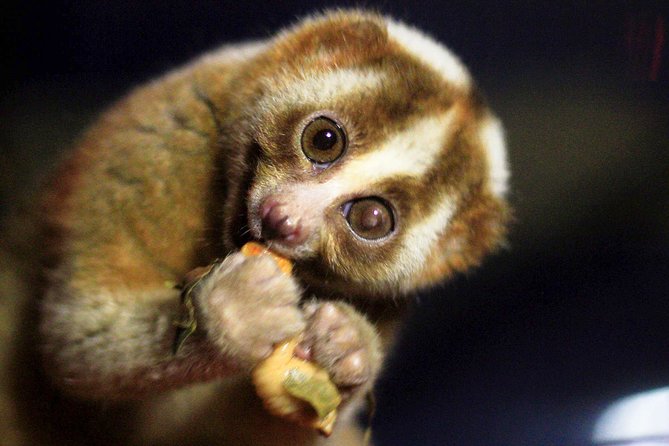 Loris Watching from Sigiriya - Sam Popham’s Arboretum near Sigiriya: why this night hike works