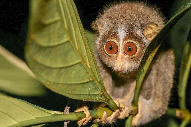 Loris Watching from Sigiriya - How the red-light loris search actually goes (and why it matters)