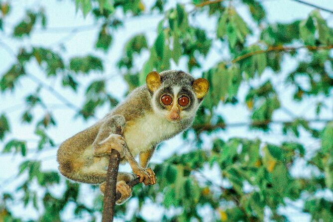Loris Watching from Sigiriya - Price and value: is $75 per person worth it?