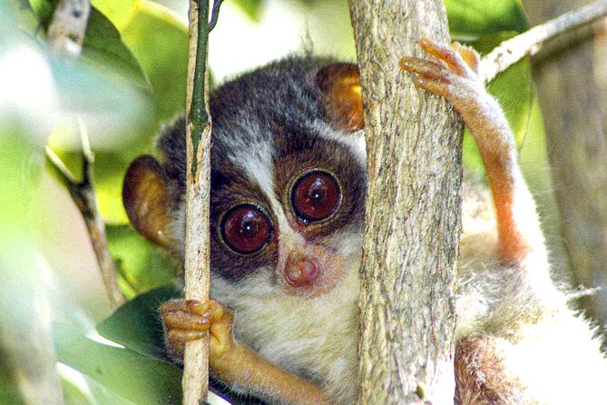 Loris Watching from Sigiriya - Small animals, big-eyed drama: what to look for