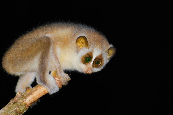 Loris Watching from Sigiriya - The 6:30 pm start: the timing that helps your chances