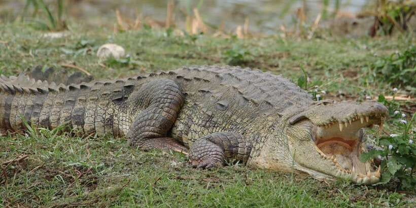 Lunugamvehera National Park Safari ( Yala Block V / VI ) - Key highlights to know before you go