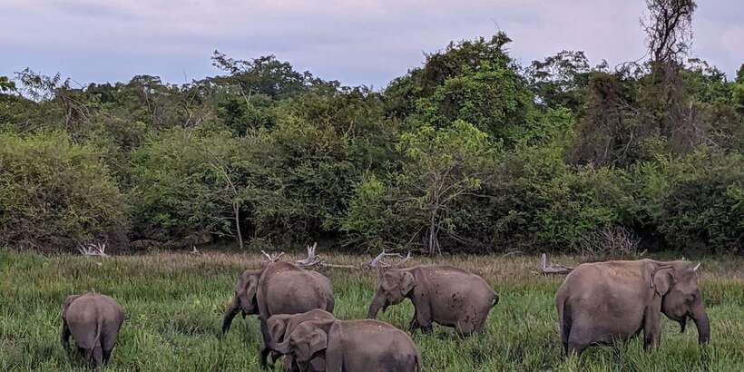 Lunugamvehera National Park Safari ( Yala Block V / VI ) - FAQ