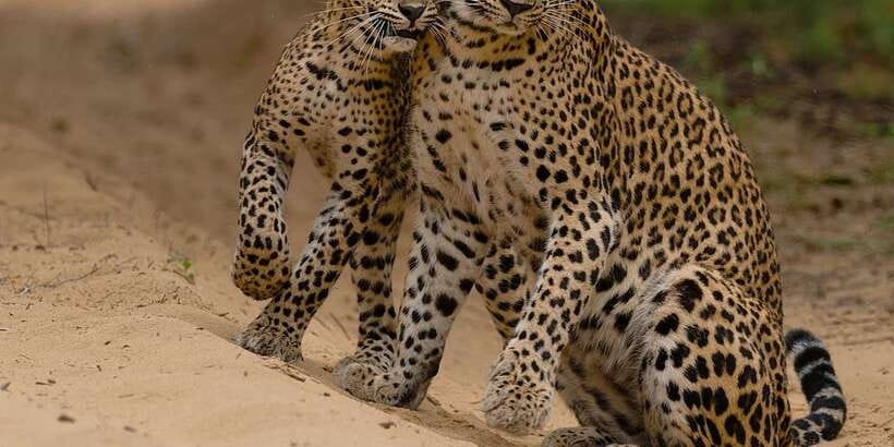 Lunugamvehera National Park Safari ( Yala Block V / VI ) - Lunugamvehera in Yala Block V/VI: what changes your wildlife odds