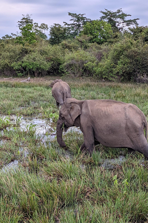Lunugamvehera National Park Safari ( Yala Block V / VI ) - Should you book Lunugamvehera National Park Safari (Yala Block V/VI)?