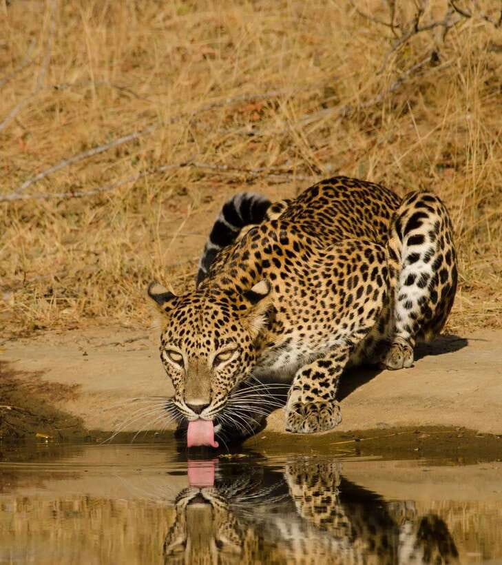 Lunugamvehera National Park ( Yala Block 5 / 6 ) Wild Safari - Lunugamvehera Yala Block 5 and 6, a safari with room to breathe