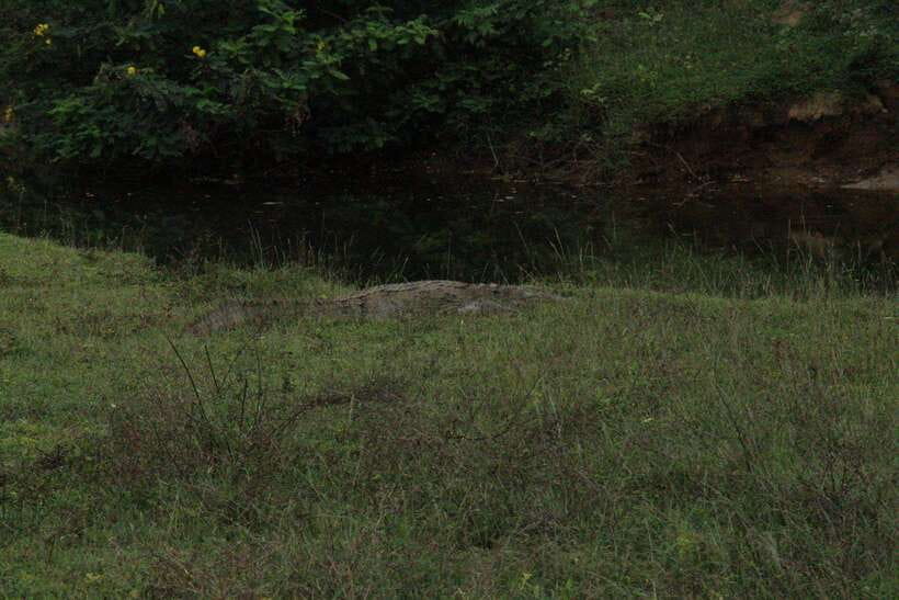 Lunugamvehera National Park ( Yala Block 5 / 6 ) Wild Safari - What animals you can hope to see, and how to set expectations