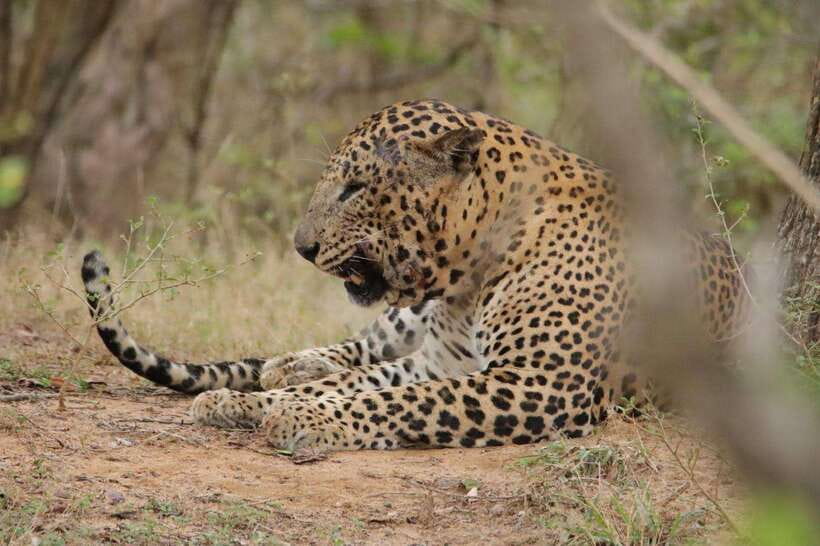 Lunugamvehera National Park ( Yala Block 5 / 6 ) Wild Safari - Comfort in a jeep safari, what to wear and how to prepare