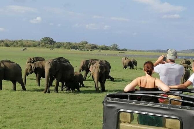Luxury safari to minneriya national park - Key highlights to know before you go