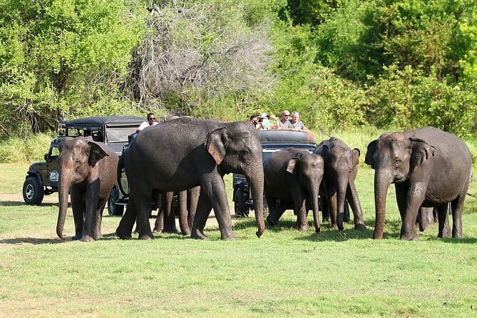 Luxury safari to minneriya national park - Luxury Private Jeep Safari From Sigiriya: What Makes It Feel Special