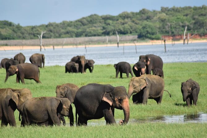 Luxury safari to minneriya national park - The Guide Factor: What You Learn, and Why It Changes the Safari