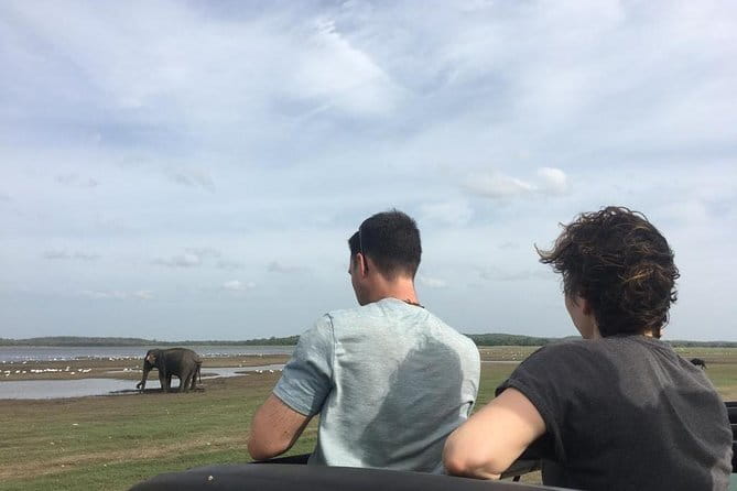 Luxury safari to minneriya national park - Pickup, Meeting Point, and How the Day Flows in the Real World