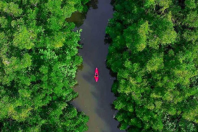 Madu River Sunrise Mangrove Kayaking from Bentota - The mangrove kayaking retreat: what you’ll actually do on the water