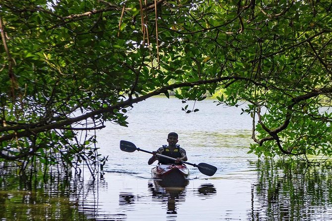 Madu River Sunrise Mangrove Kayaking from Bentota - Snacks, coconut drink, and no meal pressure