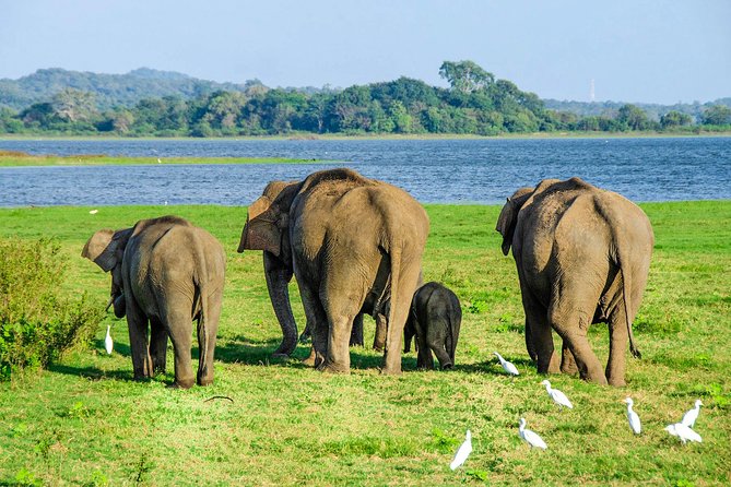 Maduru Oya National Park Private Safari with Naturalist - Key highlights worth planning around