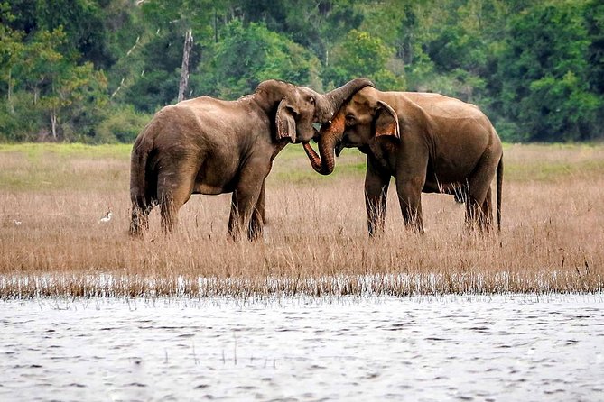 Maduru Oya National Park Private Safari with Naturalist - Maduru Oya, Kuda Sigiriya, and why this safari feels different