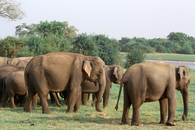 Maduru Oya National Park Private Safari with Naturalist - Who this safari fits best (and who should adjust expectations)
