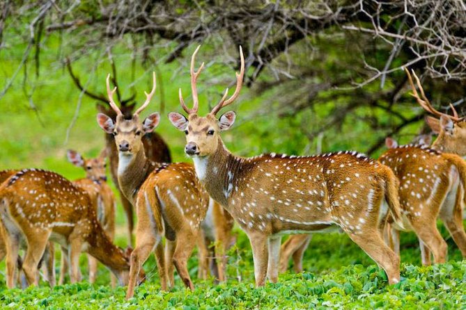 Maduru Oya National Park Private Safari with Naturalist - Getting there and what to bring for a smooth day